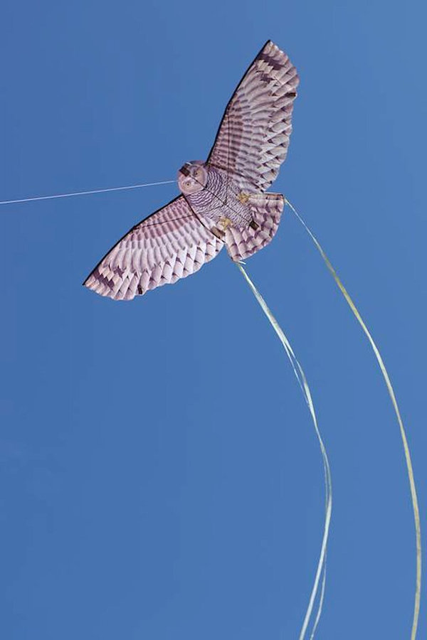 X-Kites Eule - Birds of Prey - Einleiner-Drachen/Kinderdrachen