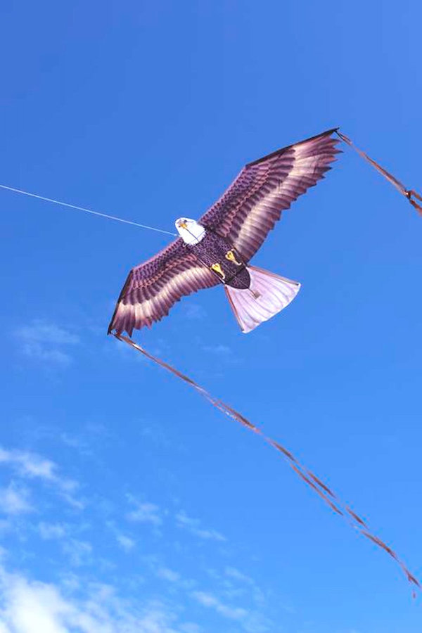 X-Kites Weißkopfseeadler - Birds of Prey - Einleiner-Drachen/Kinderdrachen