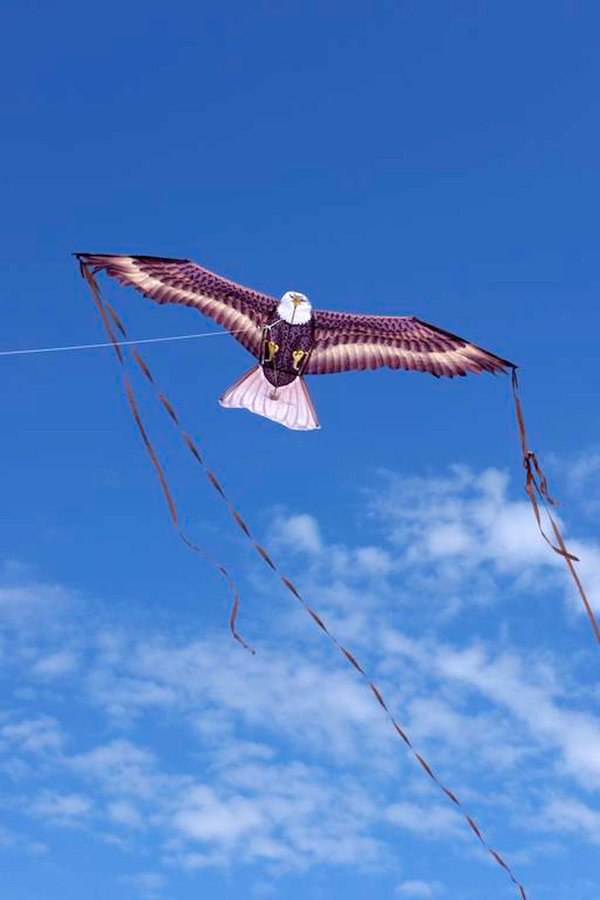 X-Kites Weißkopfseeadler - Birds of Prey - Einleiner-Drachen/Kinderdrachen